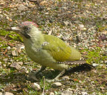 Image of Eurasian Green Woodpecker