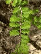 Image of bald cypress