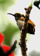 Image of Naked-faced Spiderhunter