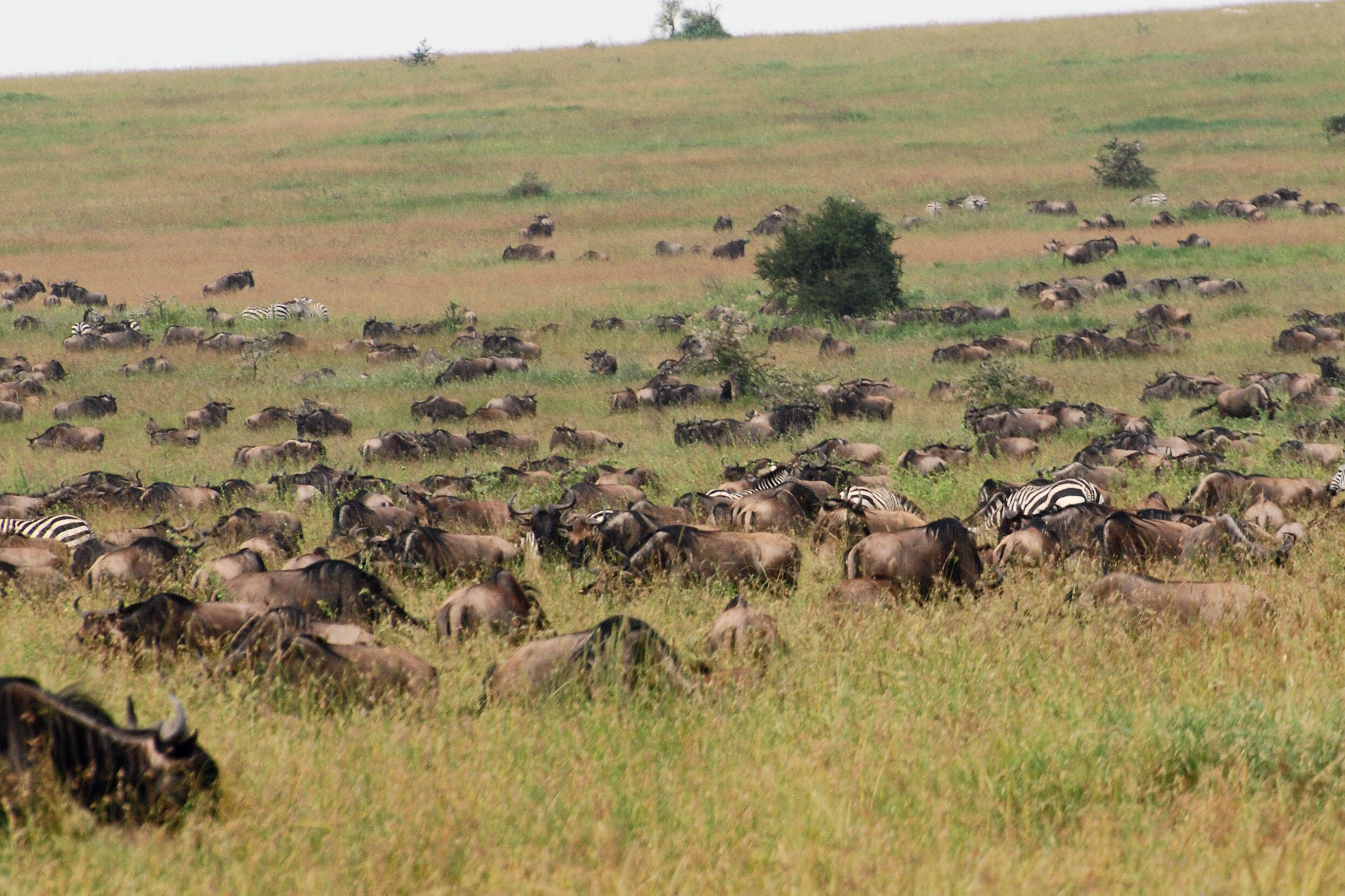 Image of wildebeest