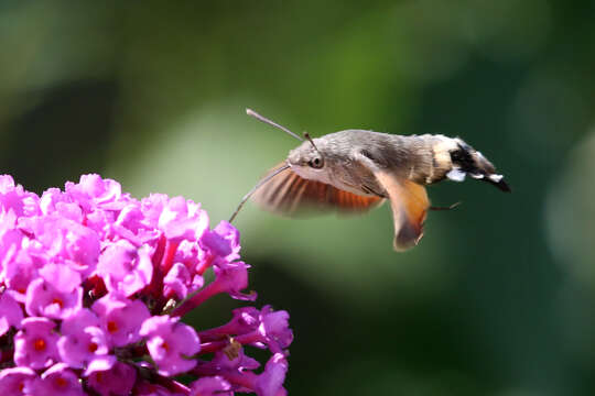 Image of humming-bird hawk moth