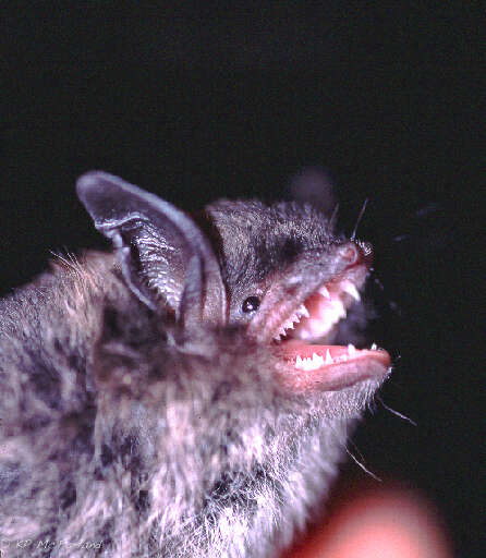 Image of little brown bat