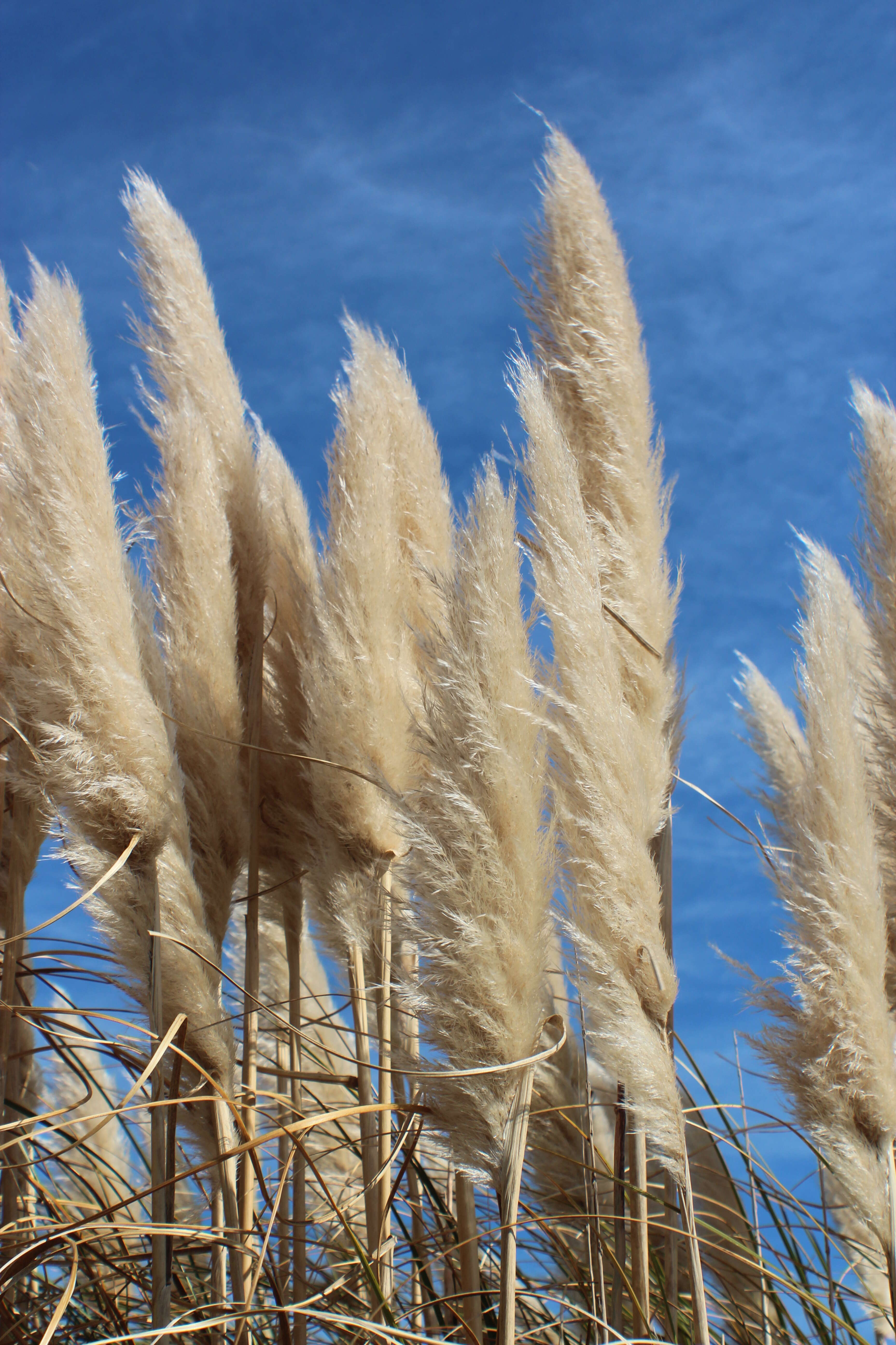 Image of pampas grass