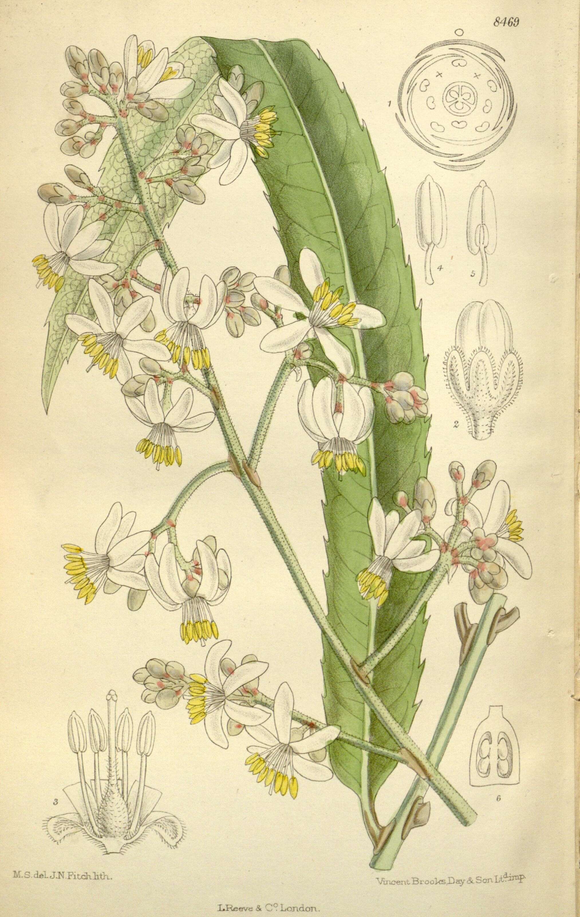 Image of Akaniaceae