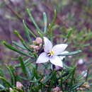 Image of Boronia hippopala Duretto