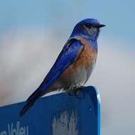 Image of Western Bluebird