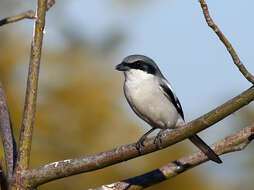 Image of true shrikes