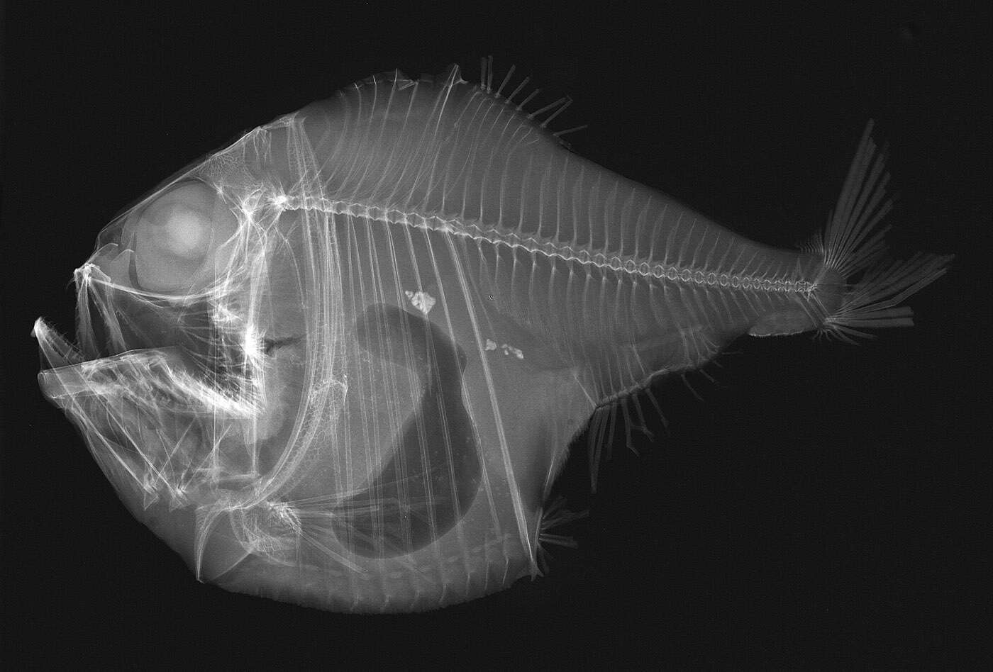 Image of marine hatchetfishes