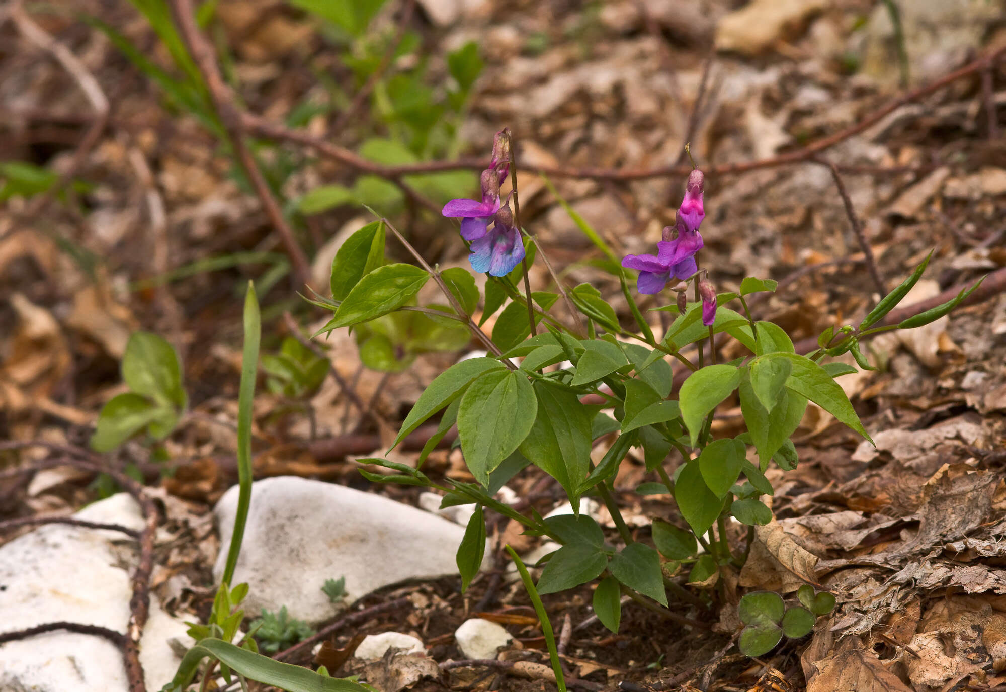 Lathyrus vernus (L.) Bernh. resmi