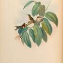 Image of Chaetocercus jourdanii rosae (Bourcier & Mulsant 1846)