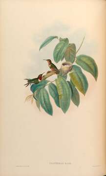 Image of Rufous-shafted Woodstar