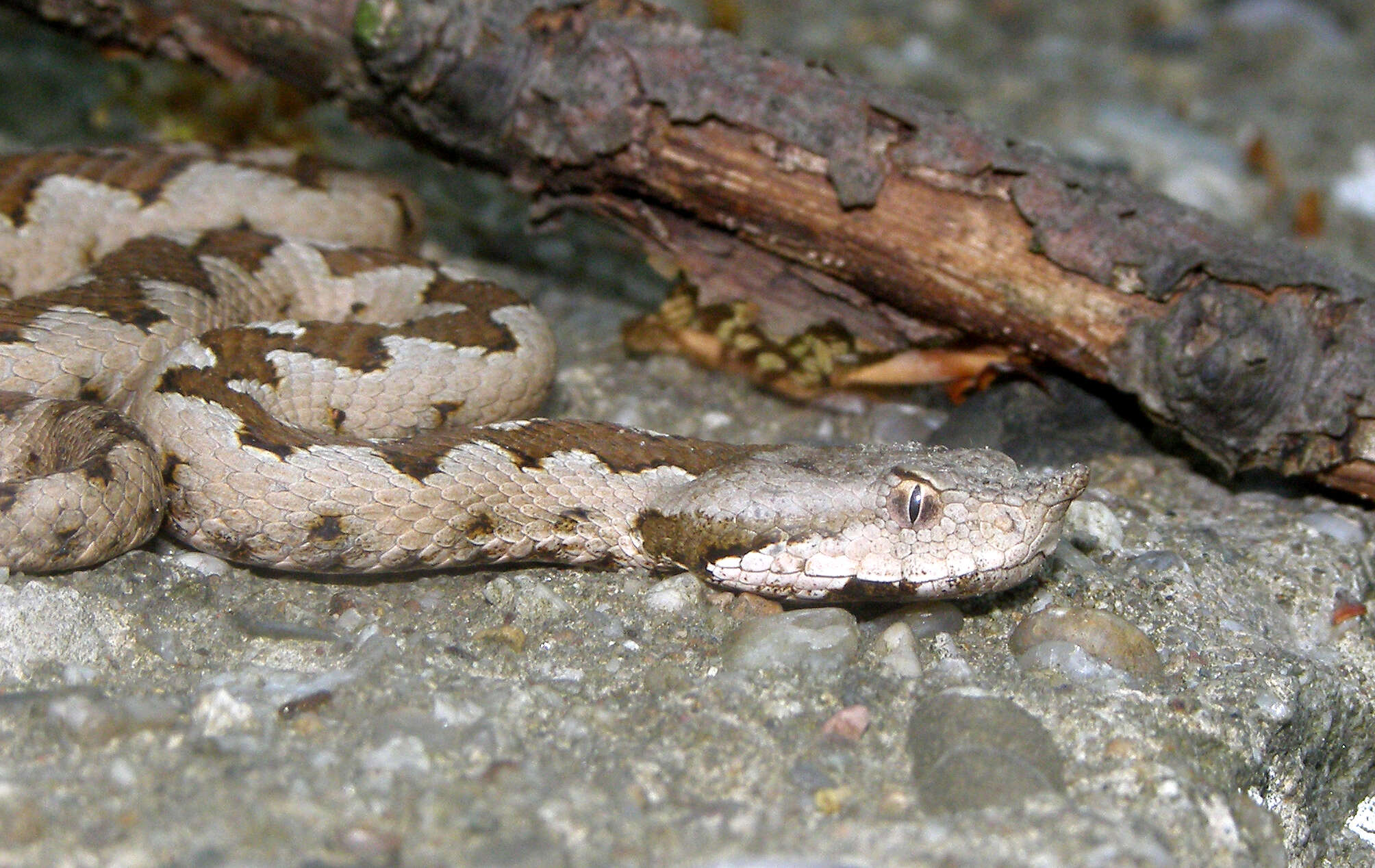 Image of Vipera ammodytes ammodytes (Linnaeus 1758)