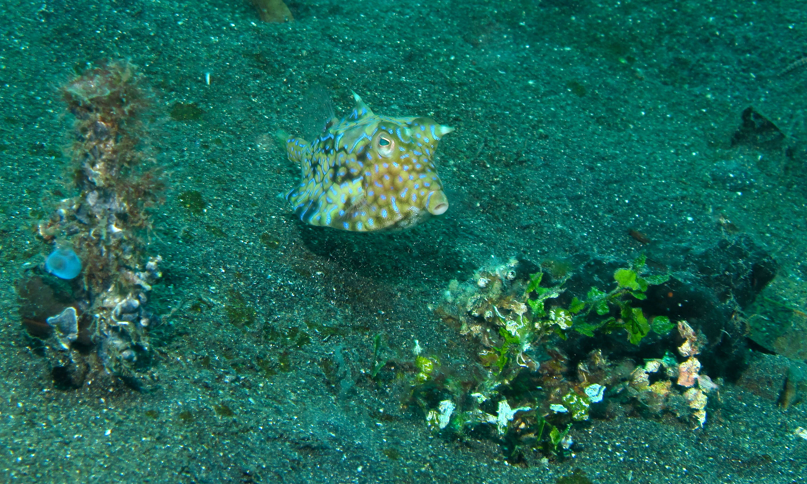 Image of Shorthorn cowfish