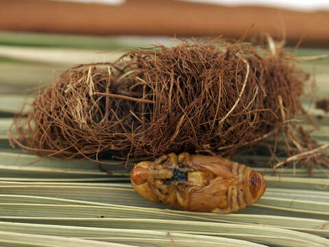 Image of palm weevils