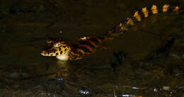 Image of Caimans