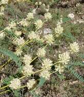 Image of Astragalus alopecuroides L.