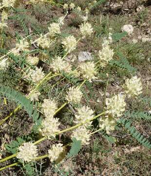 Image of Astragalus alopecuroides L.