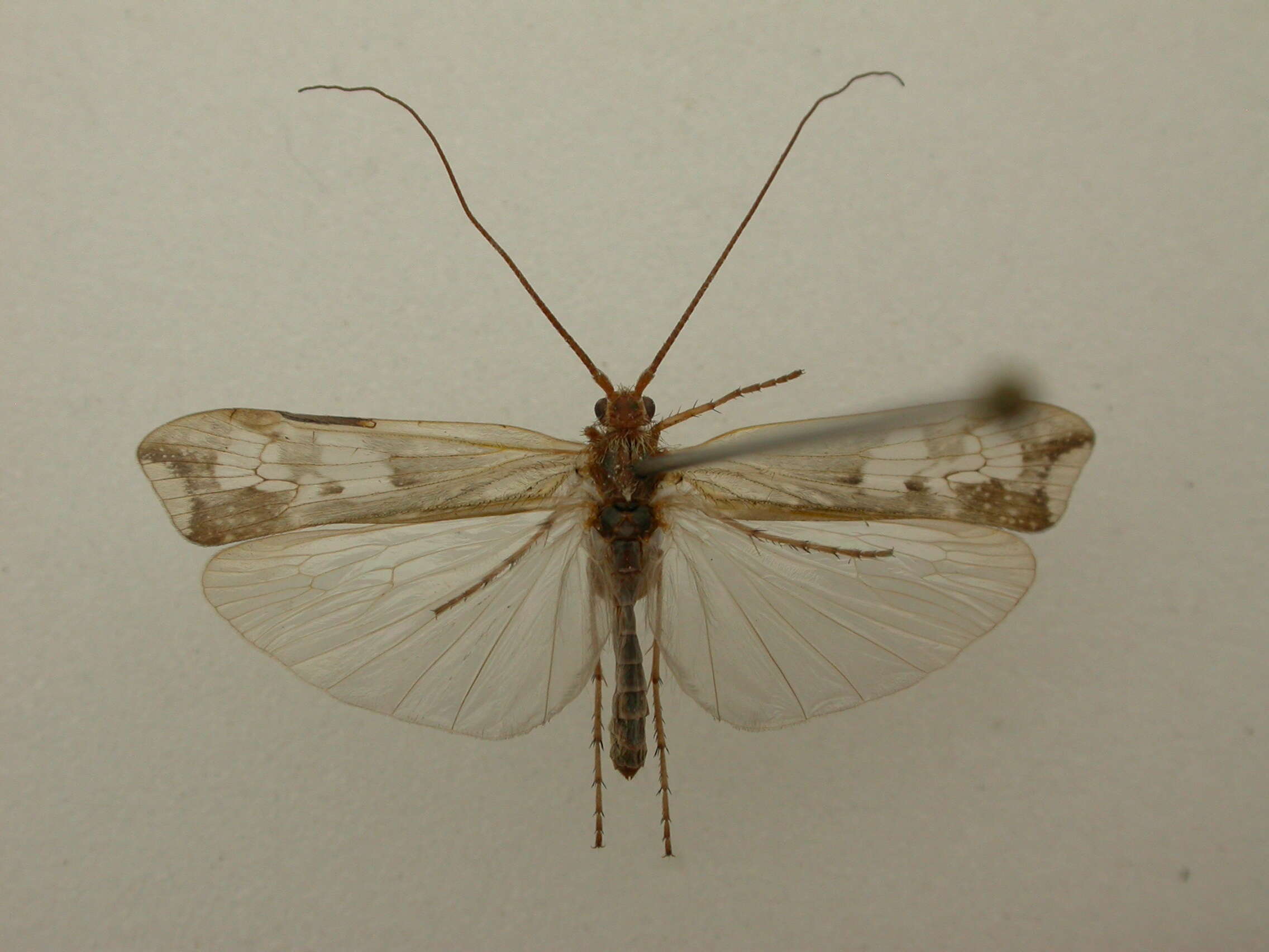 Image of Limnephiloidea
