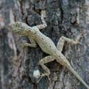 Image of Shortnose Anole