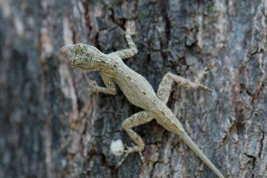Image of Armoured Anole