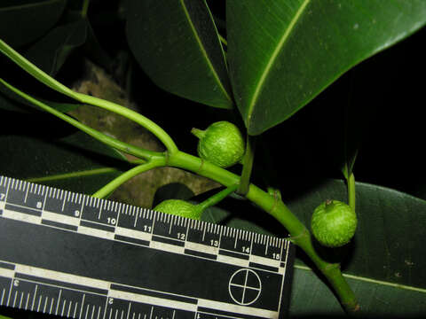 Ficus crassiuscula Warb. ex Standl.的圖片