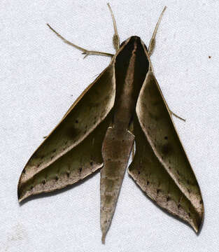 Image of Xylophanes amadis (Stoll 1782)