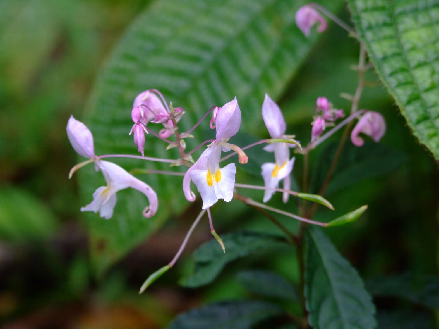 Impatiens cornigera Arn. resmi