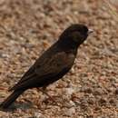 Image of Black-eared Sparrow-Lark