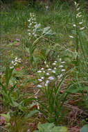 Image of cephalanthera