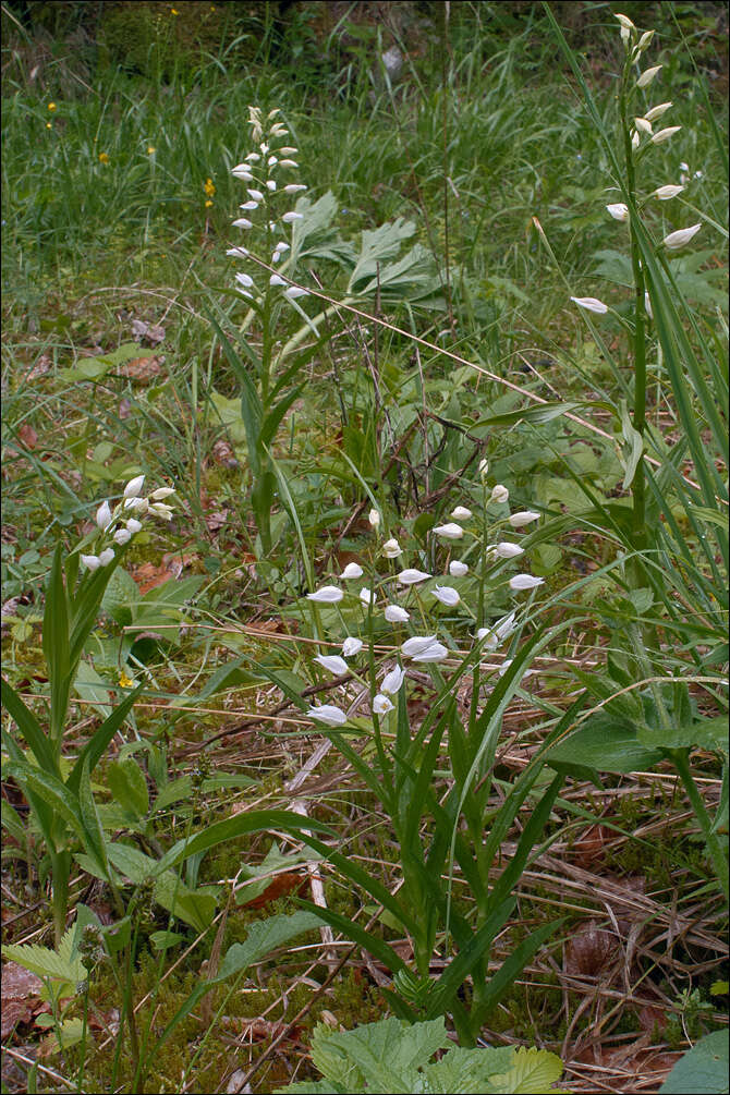 Image of cephalanthera