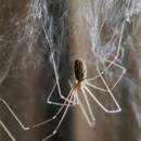 Image of Marbled Cellar Spider