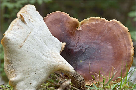 Image of black-footed polypore