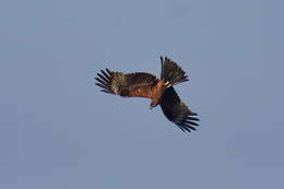 Image of Black Kite