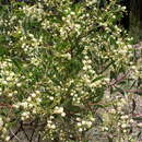 Image of Acacia penninervis var. penninervis