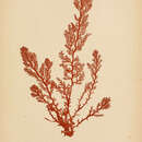 Image of Plocamium coccineum