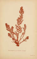 Image of Plocamium coccineum