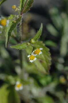 Image of gallant soldier