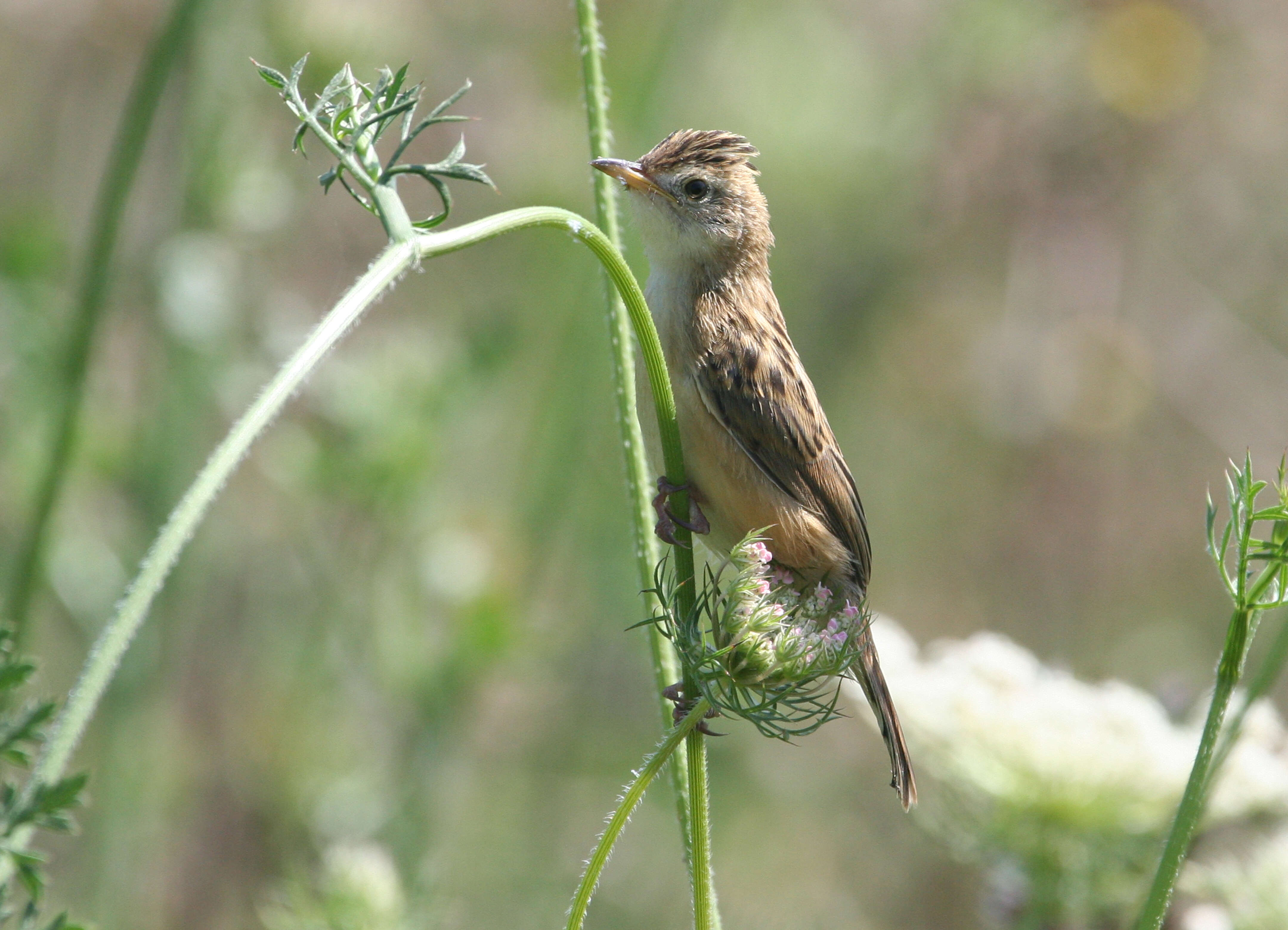 Image of Fan-tailed Cisticola