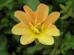 Image of Ragged evening primrose