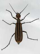 Image of Striped Blister Beetle