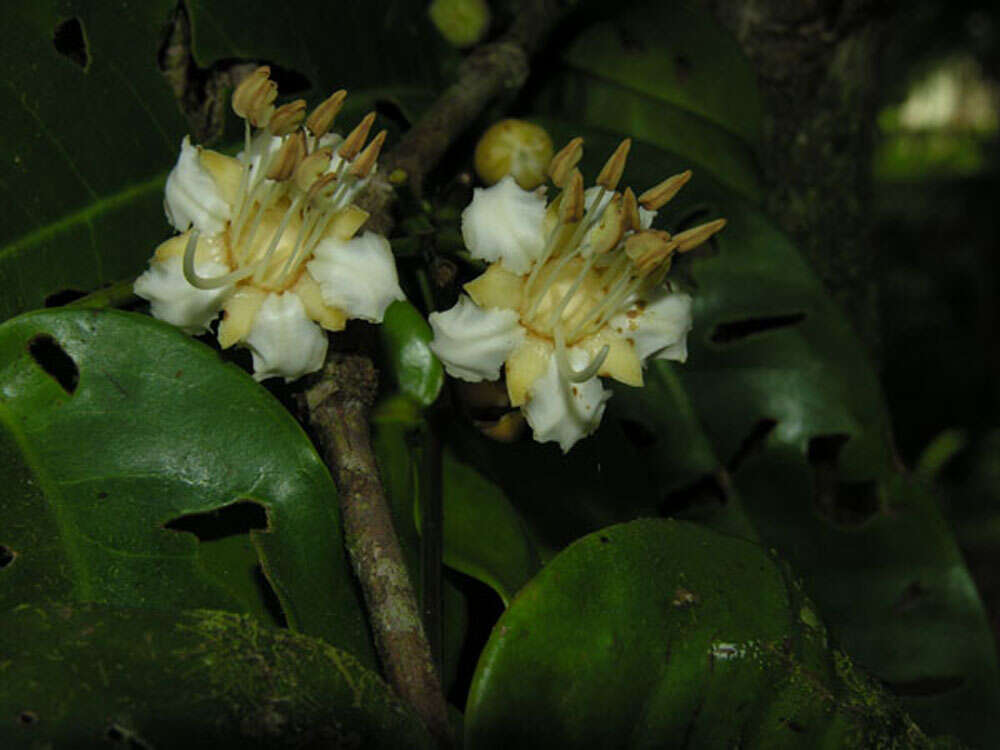 Image of Mouriri cyphocarpa Standl.