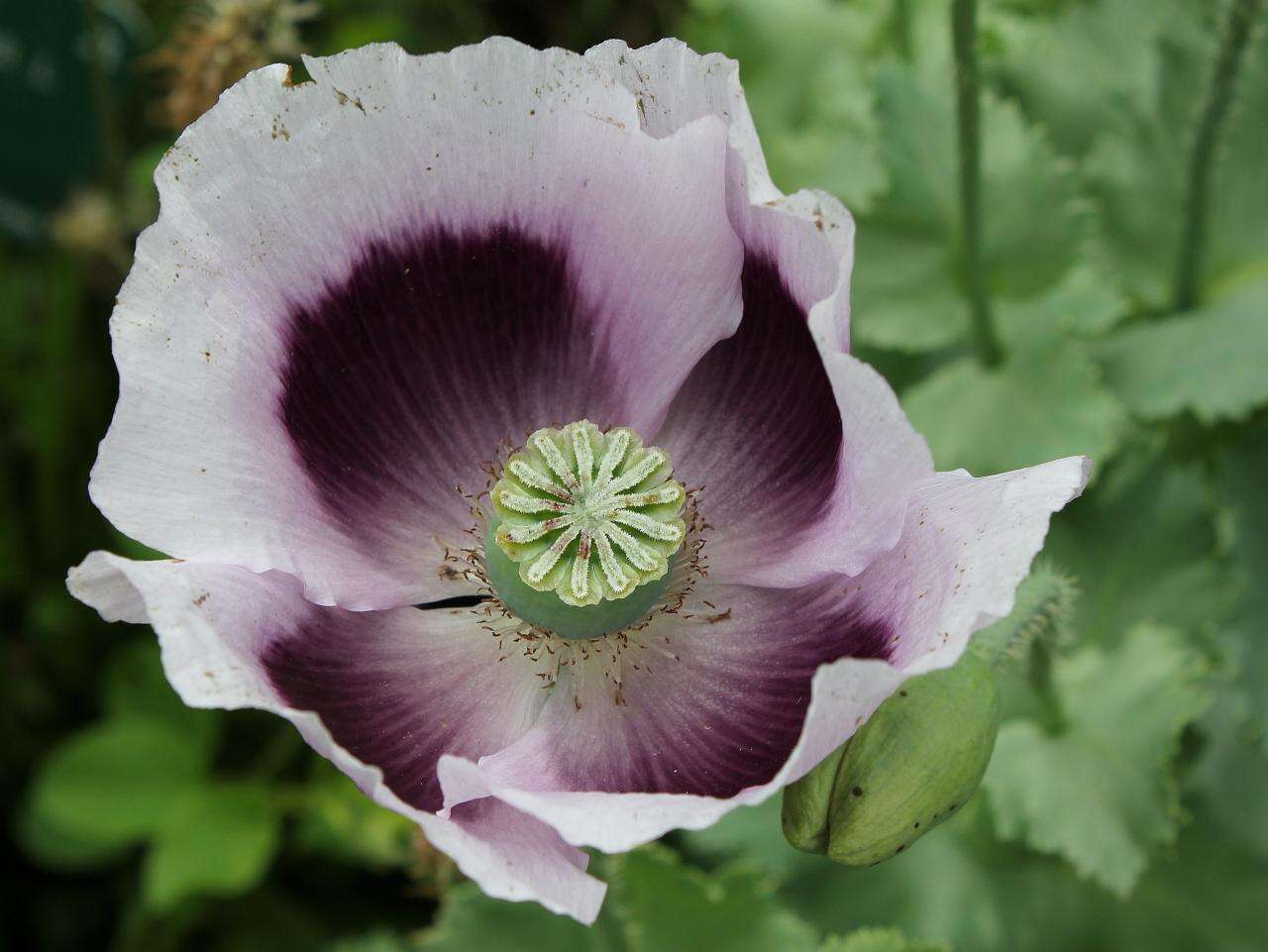 Image of poppy