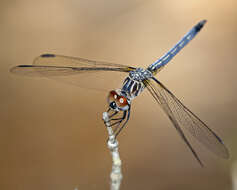 Image of Blue Dasher