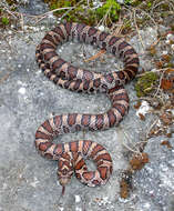 Image of milk snake