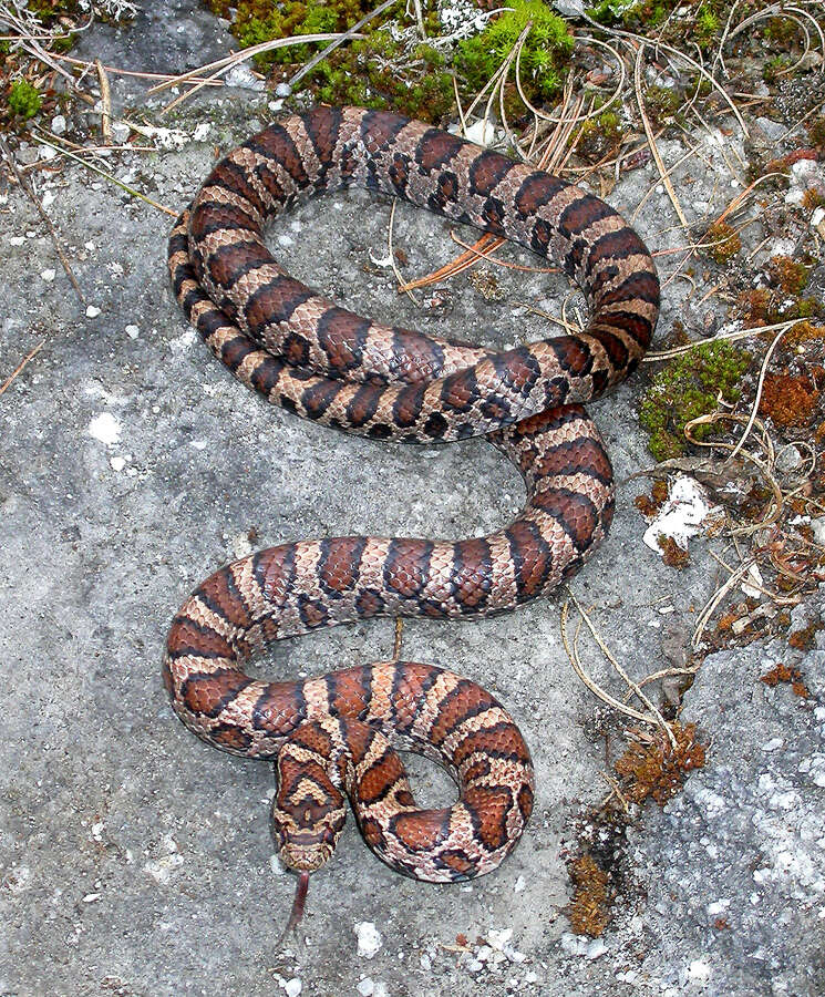 Image of Kingsnakes