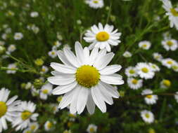 Image of chamomile