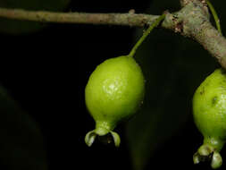 Image of <i>Eugenia cararaensis</i> Barrie & Q. Jiménez