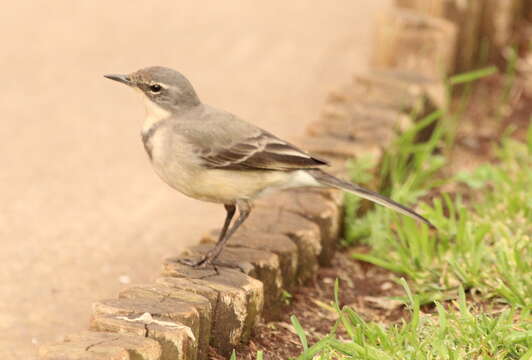 Image of Cape Wagtail