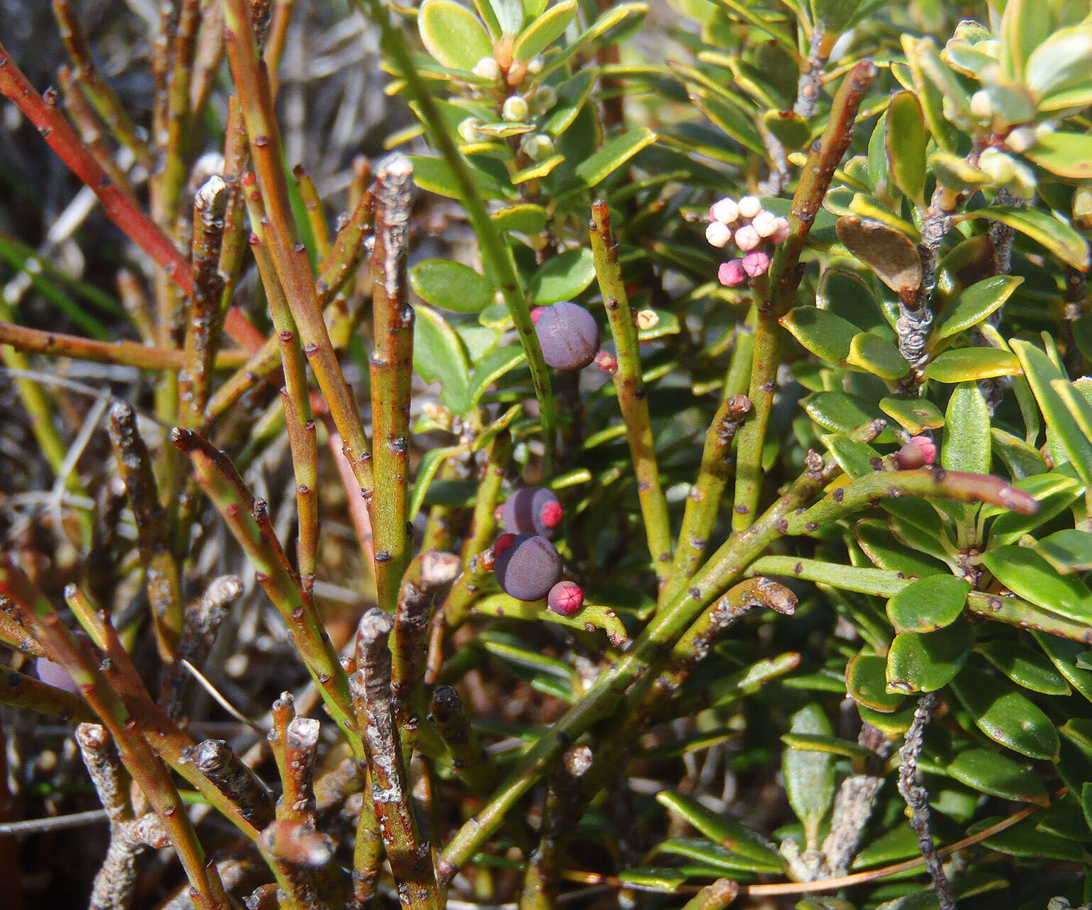 Image of Leptomeria