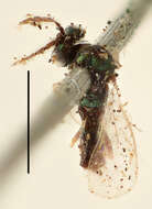 Слика од Eulophidae